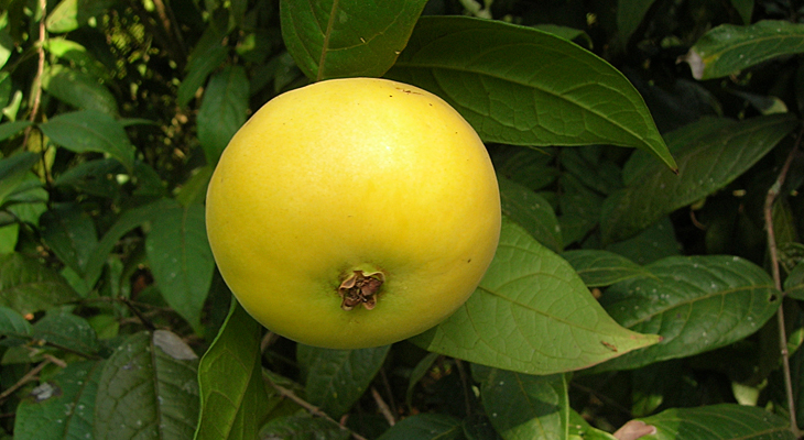 Rebenta boi ( solanum capsicoides), Planta da família das S…