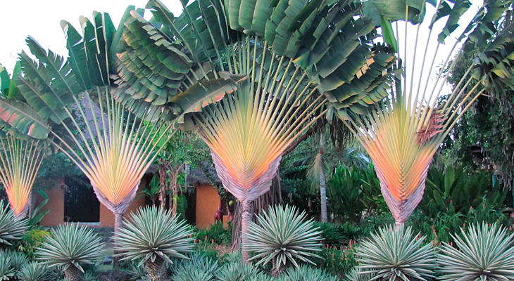 Ravenala (árvore do viajante) (Ravenala madagascariensis)