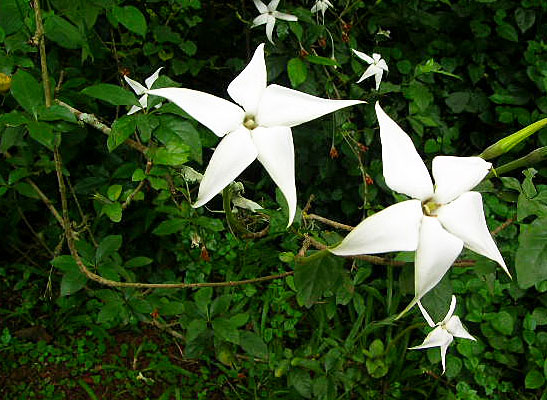 Estrela do Norte- Dierberger Plantas