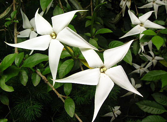 Estrela do Norte- Dierberger Plantas