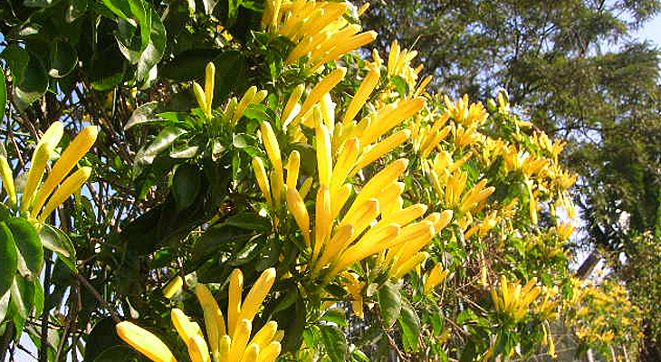 Flor de São João Amarela - Dierberger Plantas